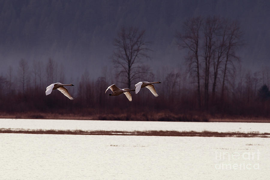 Bird Photograph - Swans over the Marsh by Sharon Talson