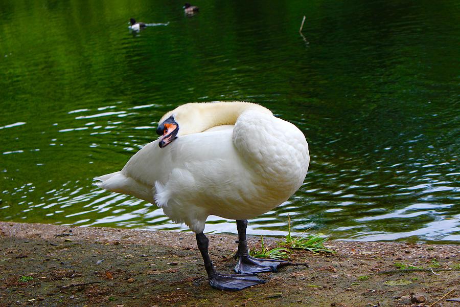 Swans Pillow Photograph