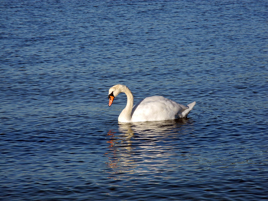 Swans Reflection Photograph by Lynda Lehmann