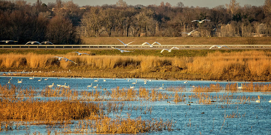 Swans Returning to the Roost at Riverlands 7R2_DSC3855_12202017 Photograph by Greg Kluempers