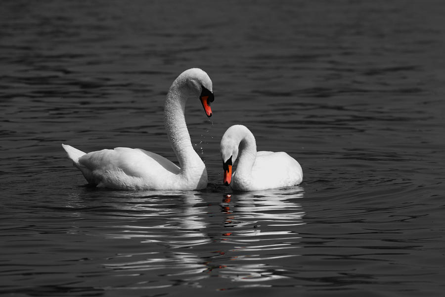 Swans swimming Isolation Photograph by Chris Day