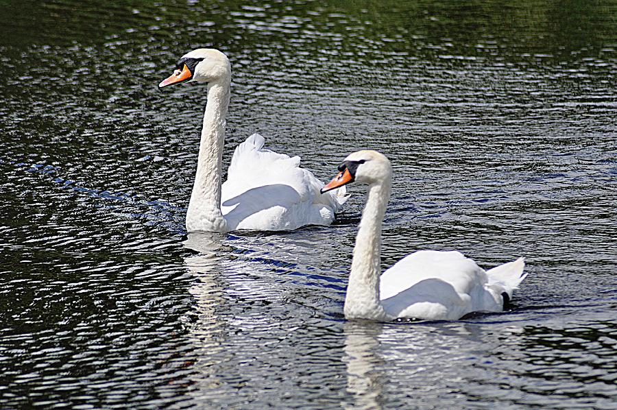 Swans Swimming Photograph