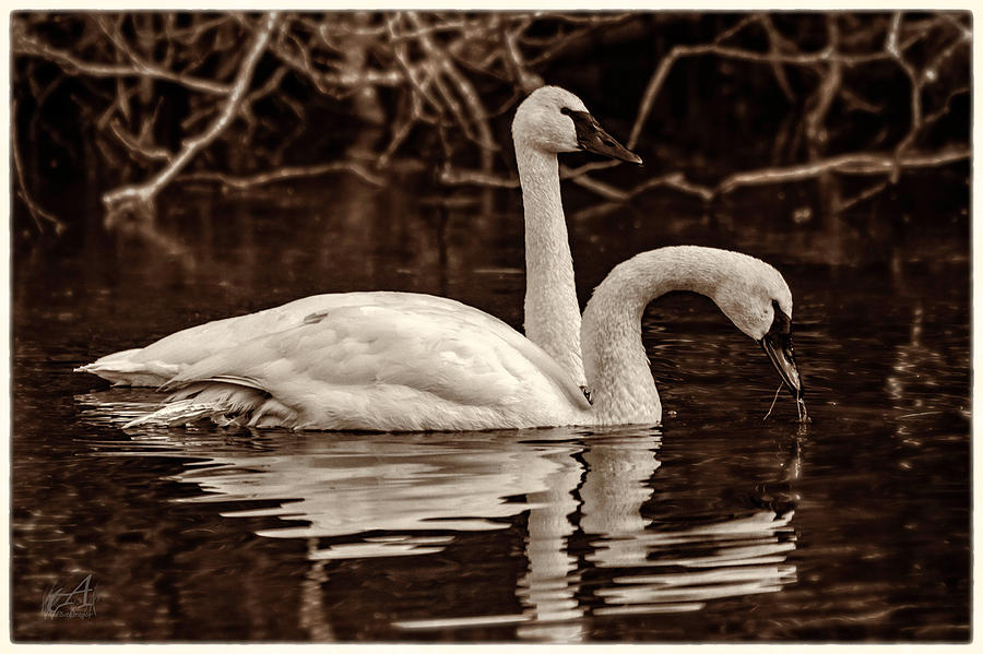 Swans Photograph by Thomas Ashcraft