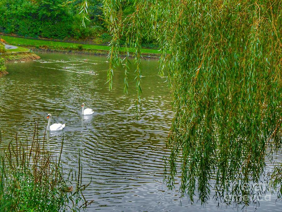 Swans Under The Willow Tree Photograph by Joan-Violet Stretch