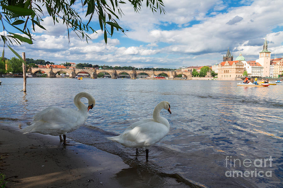 Swans with Charles bridge of Prague Photograph by Anastasy Yarmolovich