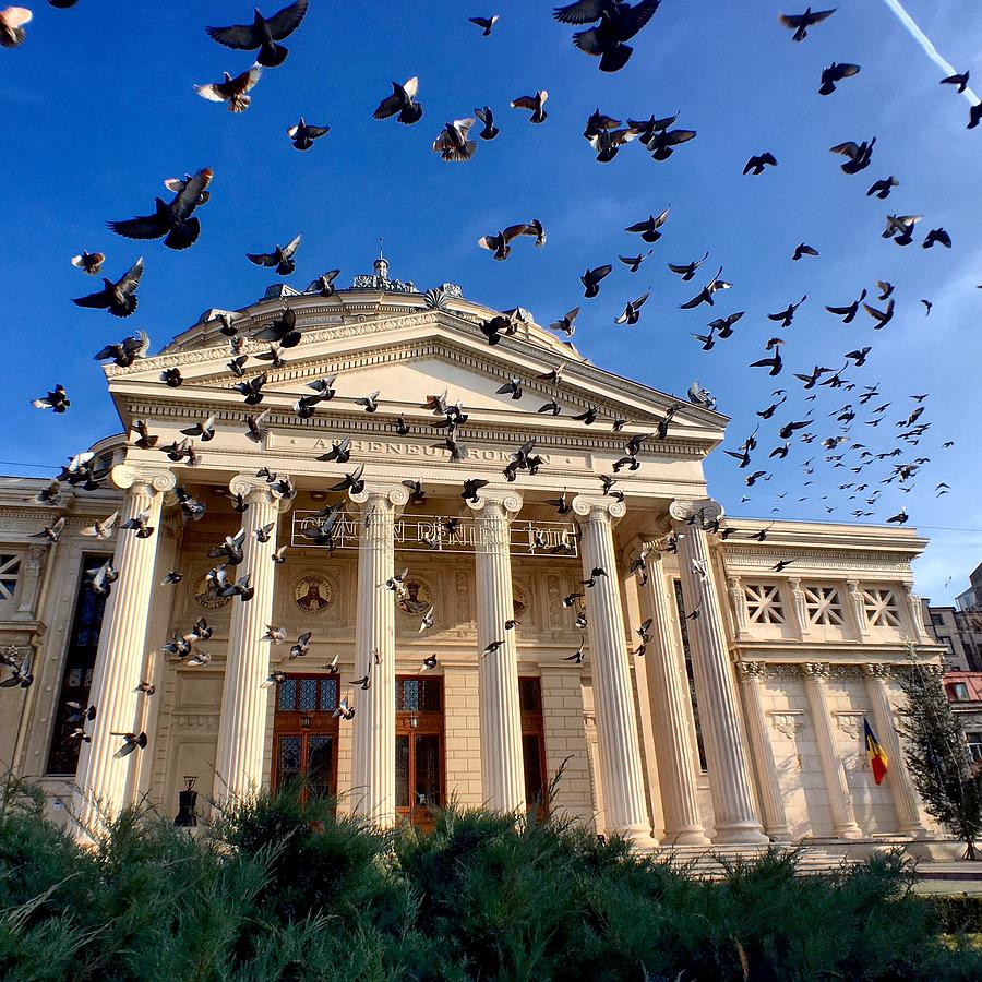 Bird Photograph - Pigeon Swarm at the Ateneul Roman in Bucharest, Romania by Chris Feichtner