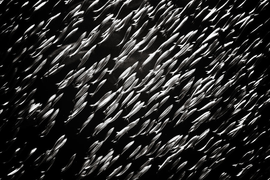 Fish Photograph - Swarm by Marilyn Hunt