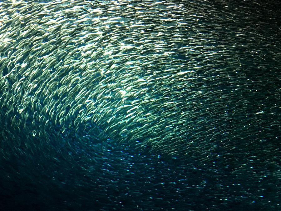 Swarm of Sardines Photograph by Kruti Shah - Fine Art America