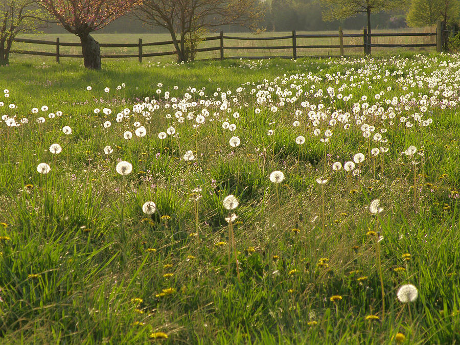 Swarming Dandelions Photograph by Gerard Fritz