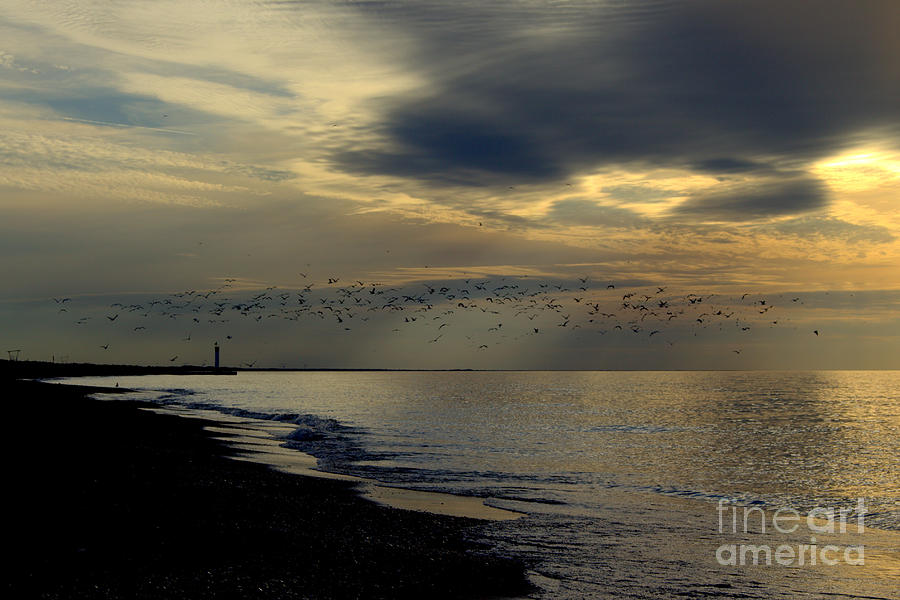 Swarming Seagulls Photograph by John Scatcherd - Fine Art America