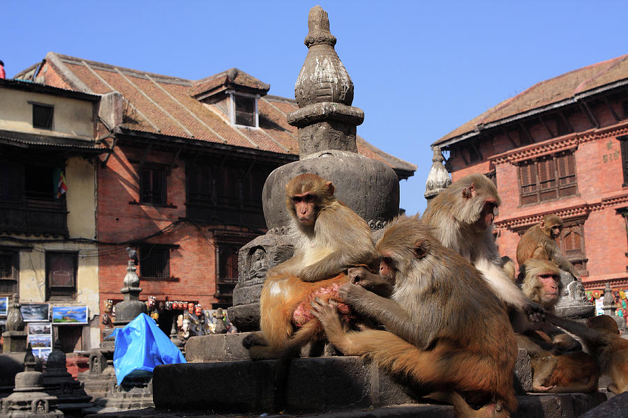 Monkeys At Swayambhunath Temple, Kathmandu Photograph by Aidan Moran