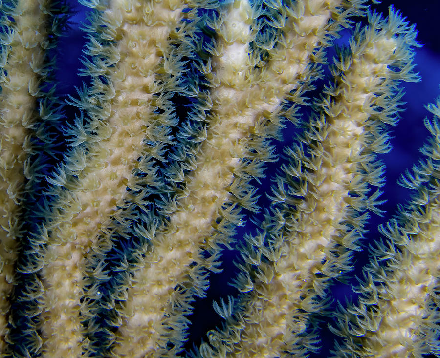 Swaying Coral Polyps Photograph by Jean Noren