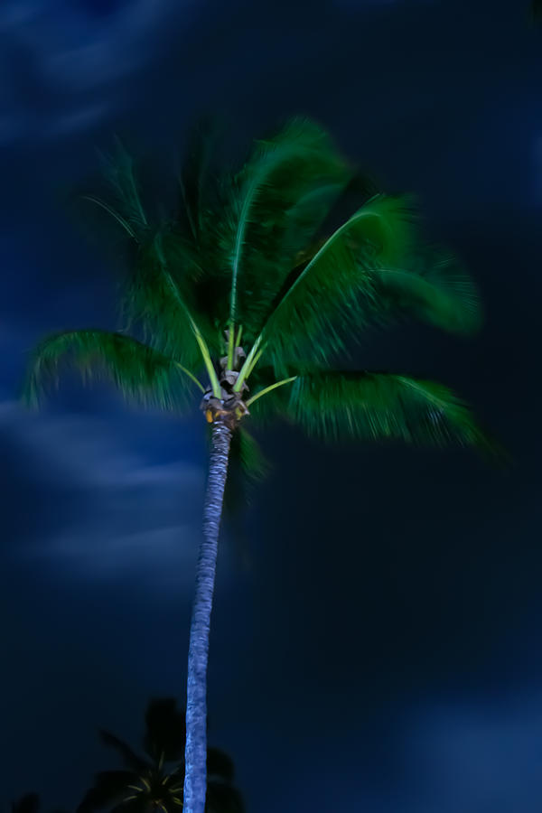 Swaying Palm Tree Photograph by Roger Mullenhour