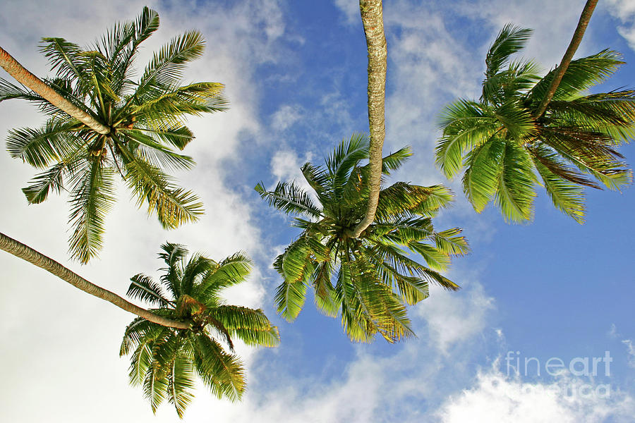 Swaying Palms Photograph by Becqi Sherman