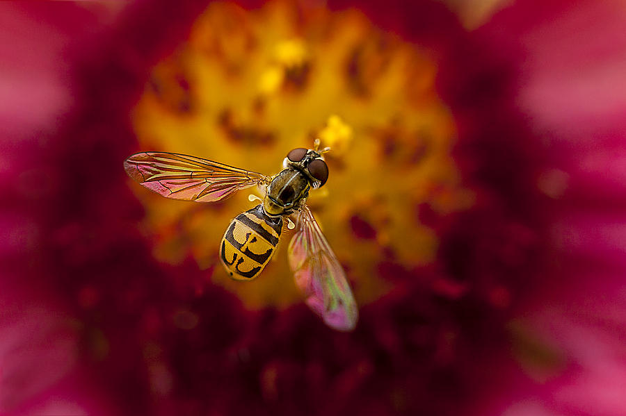 Sweat Bee Photograph by Deon Grandon