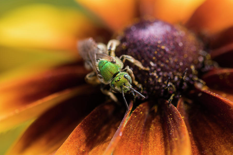 Sweat Bee on Rudbeckia Photograph by Robert Potts