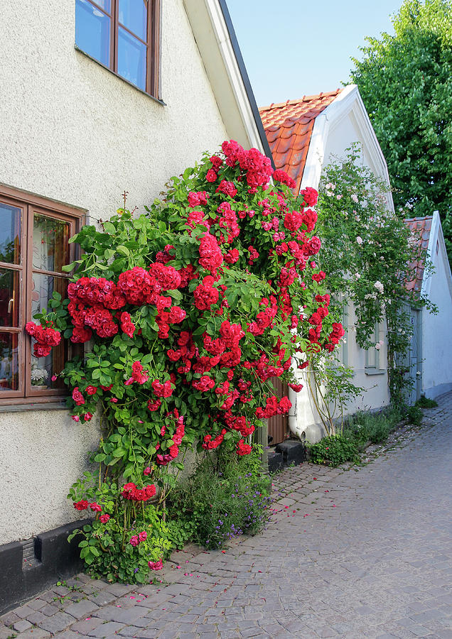 Rose Photograph - Swedish town Visby, famous for its roses by GoodMood Art