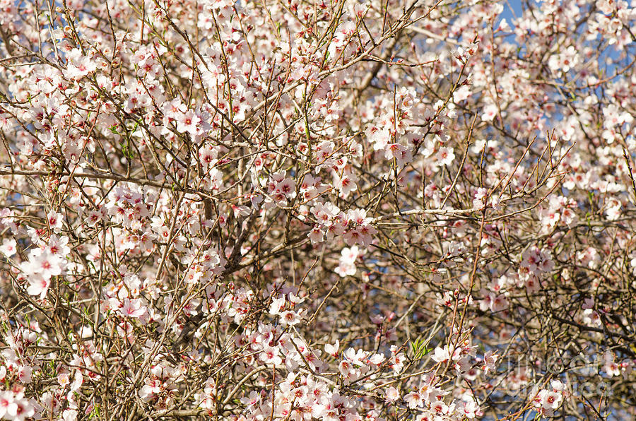 Sweet almond blossom, Prunus dulcis, flowering  Photograph by Perry Van Munster