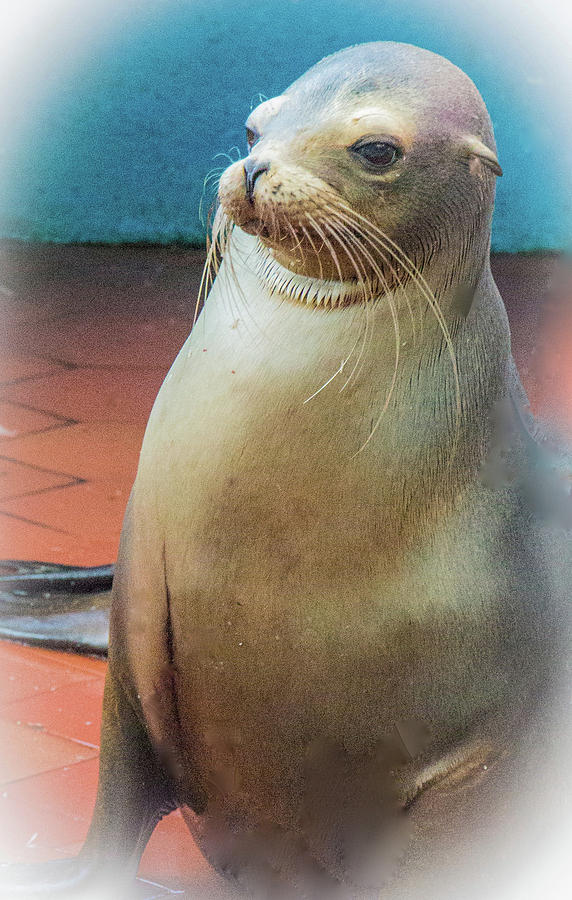 Sweet And Playful Galapagos Sea Lion Photograph by Venetia Featherstone-Witty