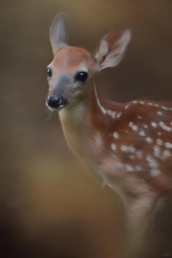 Sweet and Spotted - Deer Art by Jai Johnson Photograph by Jai Johnson