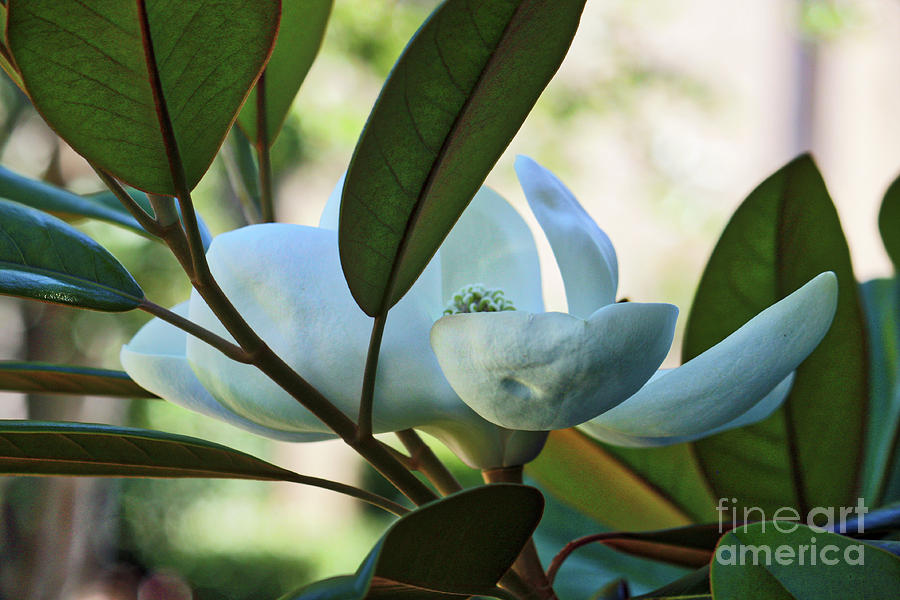 Sweet and Subtle Magnolia Photograph by Carol Groenen