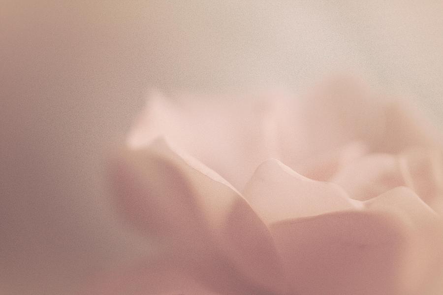 Sweet Angel Rose Photograph by The Art Of Marilyn Ridoutt-Greene