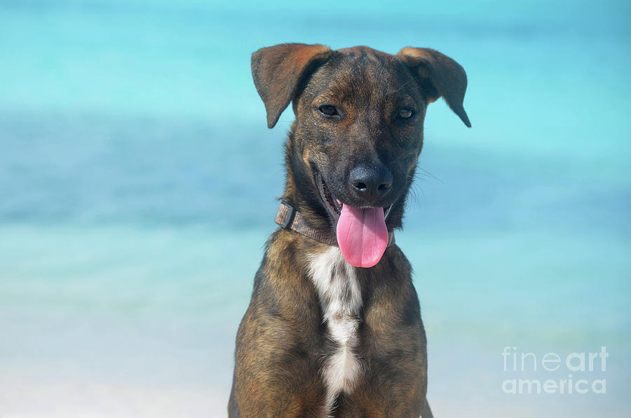 Dog Photograph - Sweet Aruba Cunucu Dog at Baby Beach by DejaVu Designs