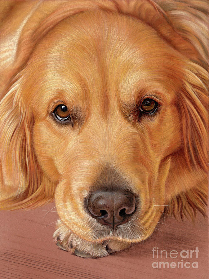 Golden Retriever Mixed Media - Sweet as Honey by Donna Mulley Golden Retriever Mixed Media - Sweet as Honey by Donna Mulley