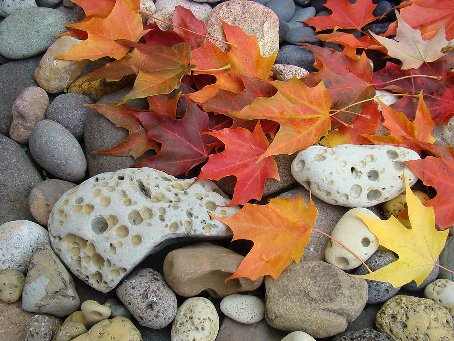 Sweet Autumn 1 Autumn Leaves Rock Designs Photography Digital Art Prints Photograph