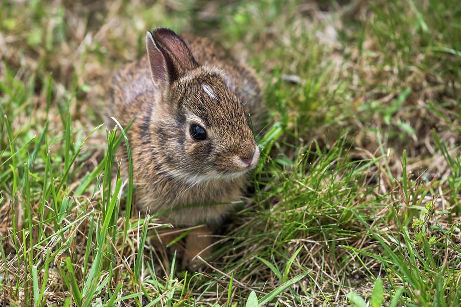 Sweet Baby Bunny Photograph by Terry DeLuco