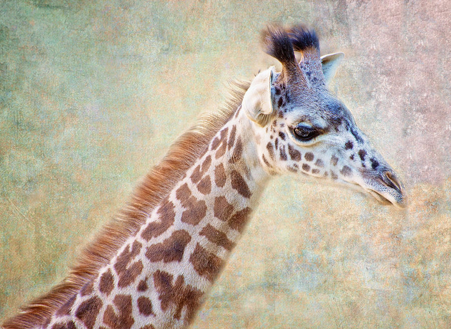 Giraffe Photograph - Sweet Baby Giraffe by Lynn Bauer