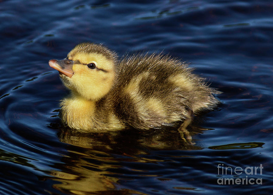 Sweet Baby Photograph by Helen Kubik - Fine Art America