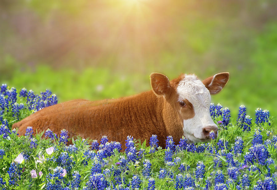 Sweet Baby in the Bluebonnets Photograph by Lynn Bauer