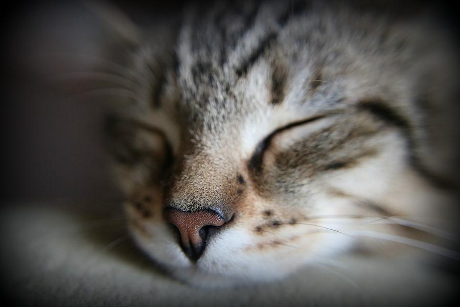 Cat Photograph - Sweet Baby Jack by Lisa Hurylovich
