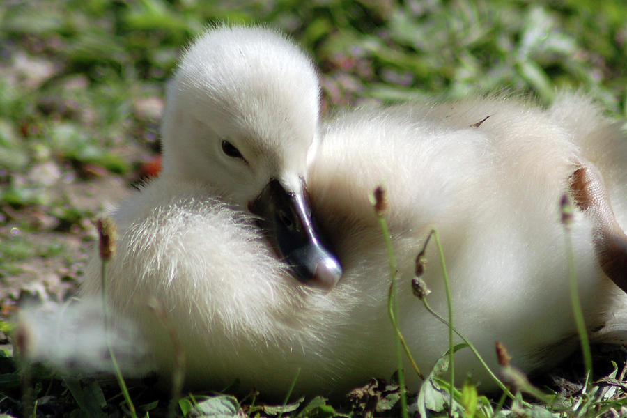 Sweet Baby Swan Photograph by Michele Broadfoot Fine Art America