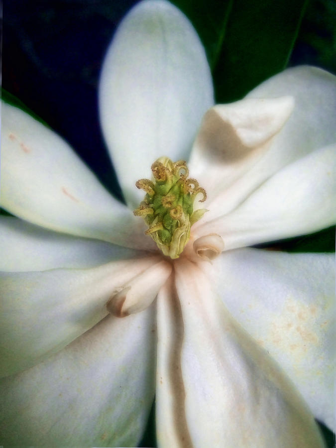 Sweet Bay Magnolia Bloom  #2 Photograph by Louise Kumpf
