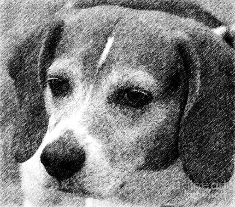 Sweet Beagle Face Drawing by Smilin Eyes Treasures
