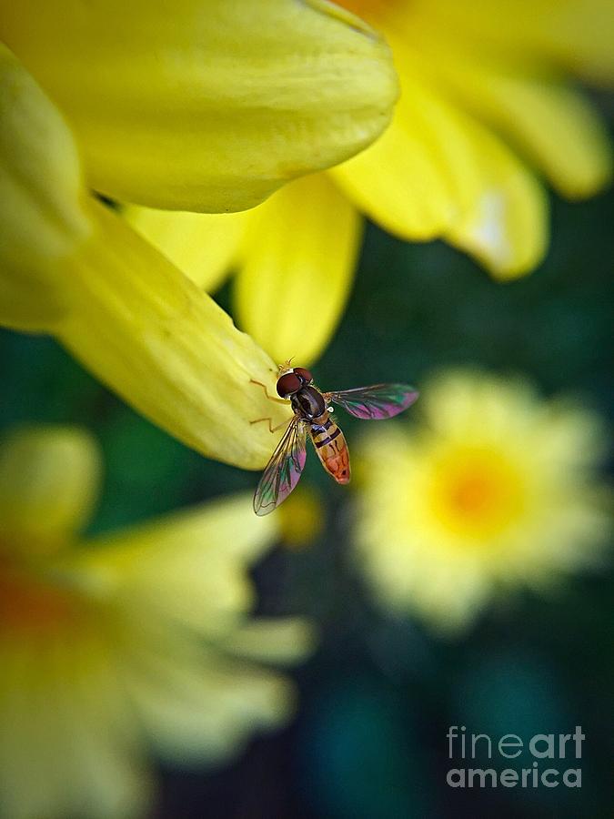 Insects Photograph - Sweet Bee 2 by Bri Lou