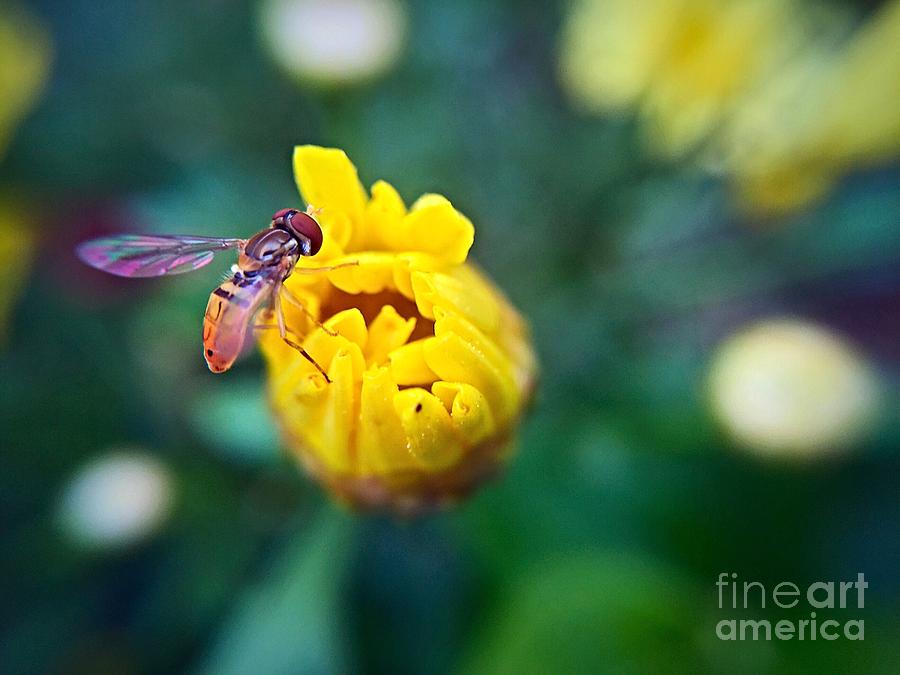 Sweet Bee Photograph by Bri Lou - Fine Art America