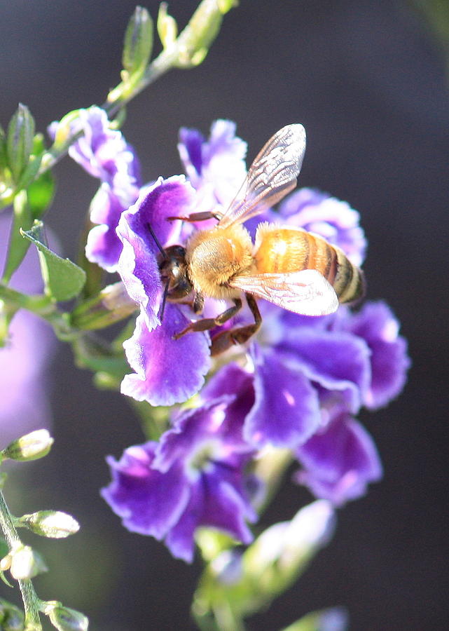 Sweet Bee Photograph by Carol Groenen