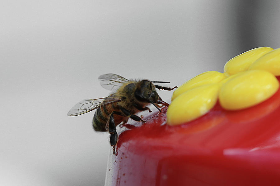 Sweet Bee Photograph by David Stasiak
