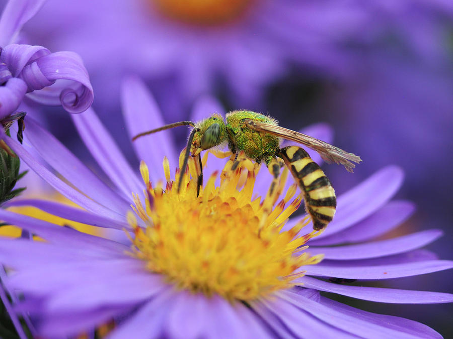 Sweet Bee Photograph by James Peterson