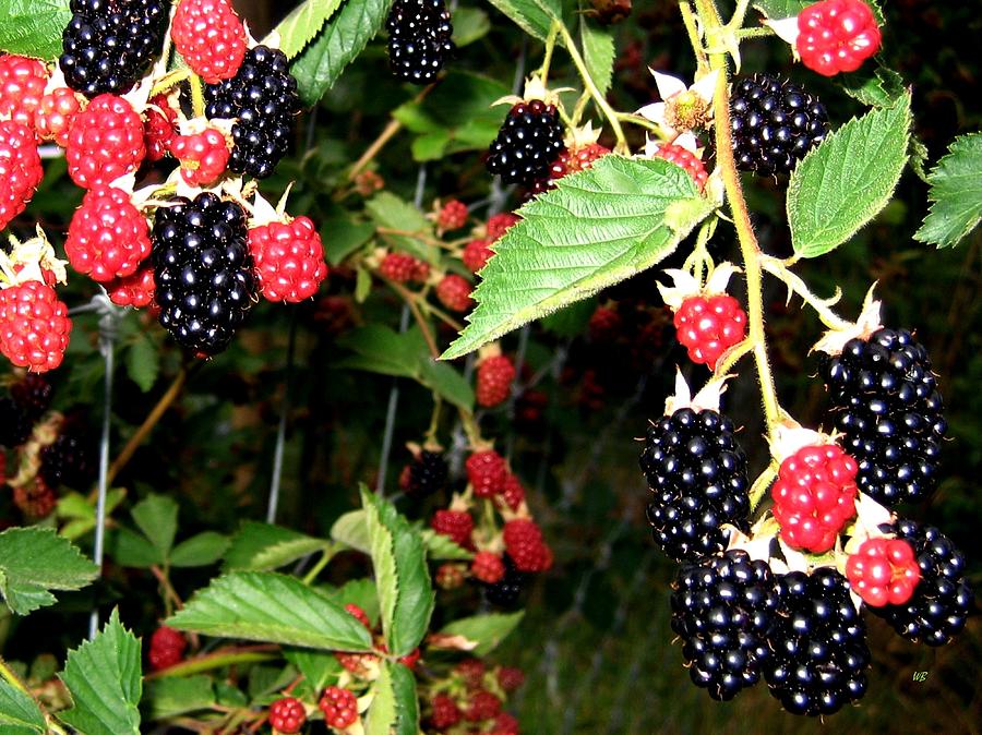 Sweet Blackberries Photograph by Will Borden