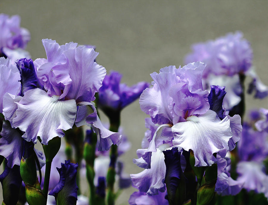Sweet Blue Iris Photograph by Debbie Oppermann