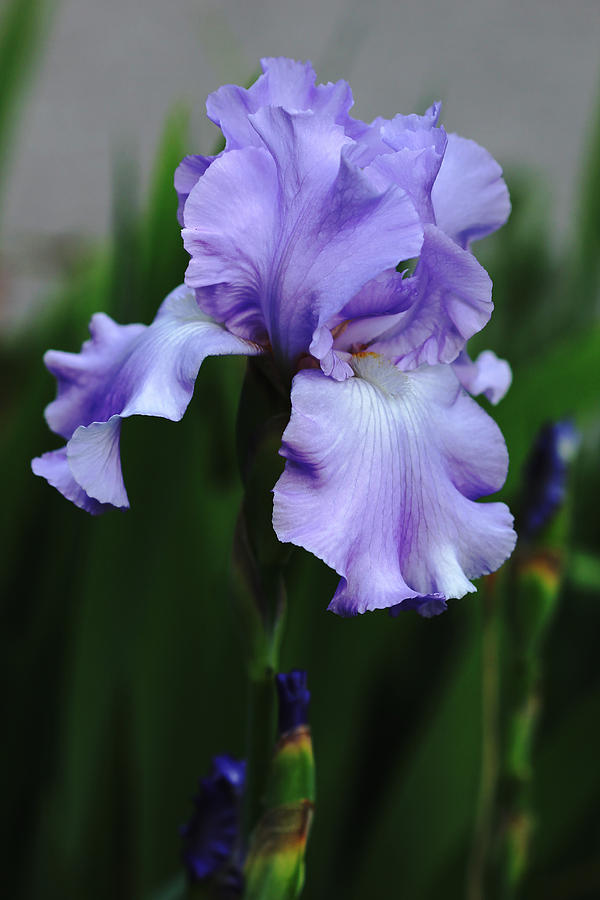 Sweet Blue Orchid Iris Photograph by Debbie Oppermann