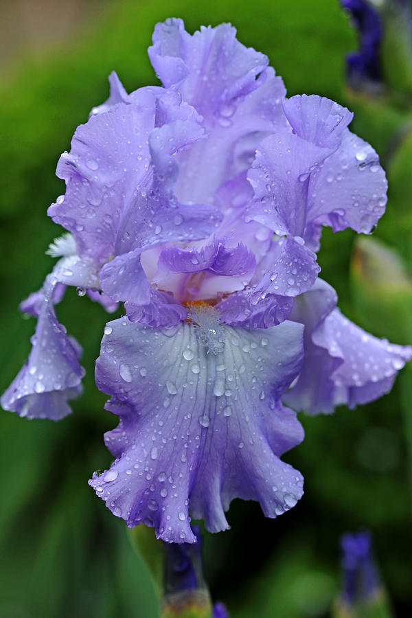 Iris Photograph - Sweet Blue Ruffles by Debbie Oppermann