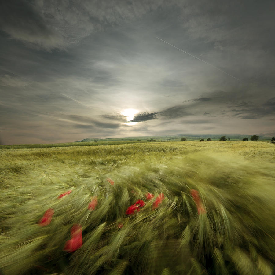 Landscape Photograph - Sweet breath of summer by Floriana Barbu Landscape Photograph - Sweet breath of summer by Floriana Barbu