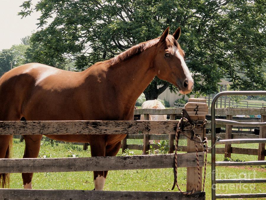 Sweet Briar Horse Photograph by Katherine W Morse