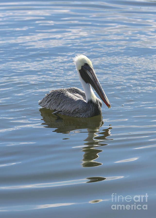 Sweet Brown Pelican in Blue Water Photograph by Carol Groenen