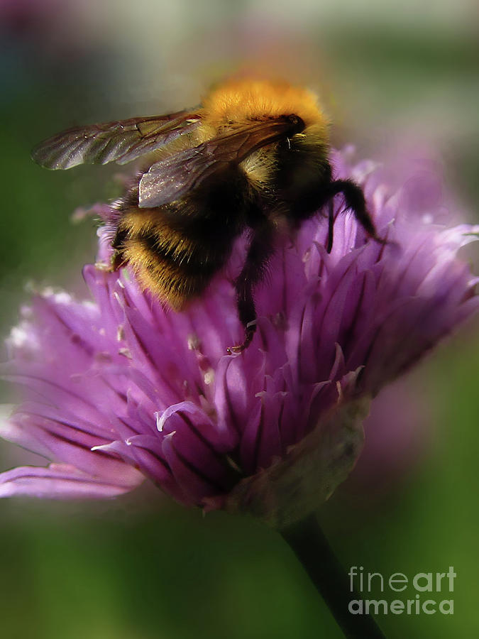 Sweet Bumble Bee Photograph by Kim Tran